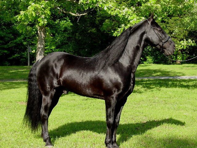 Tennessee Walking Horse Tennessee State Horse Tennessee Walker