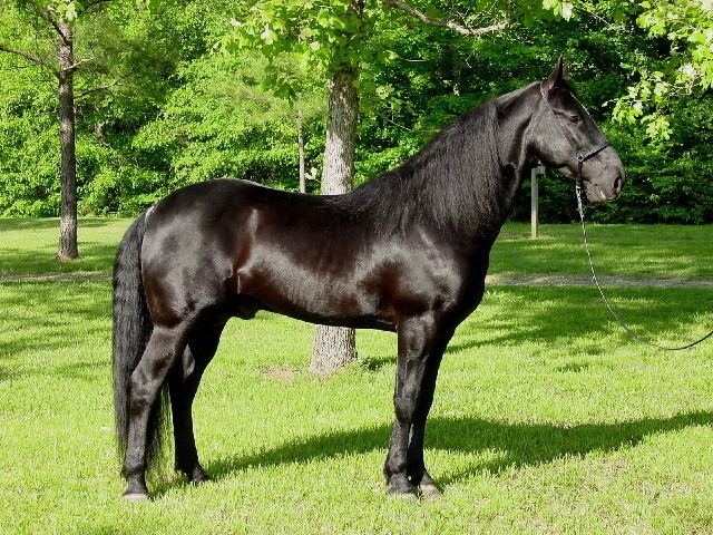 Tennessee Walking Horse All Tennessee Walking Horses Tennessee Walker Gaited Trail and