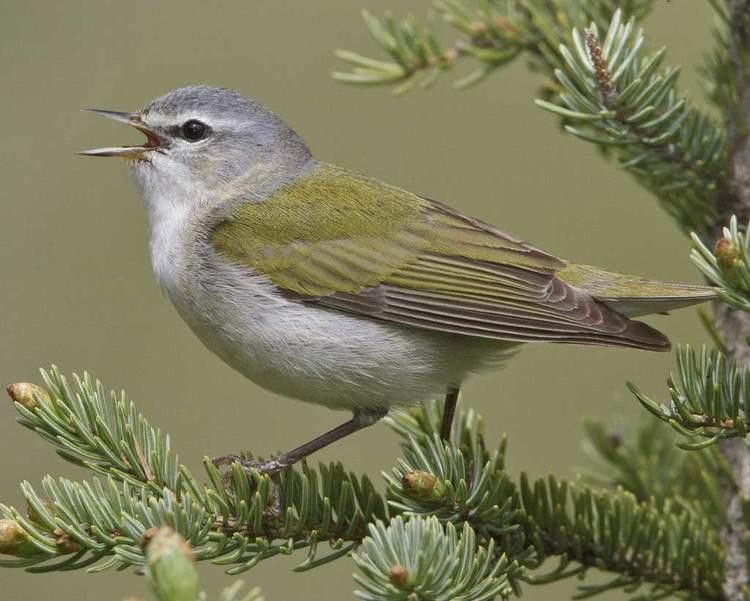 Tennessee Warbler - Alchetron, The Free Social Encyclopedia