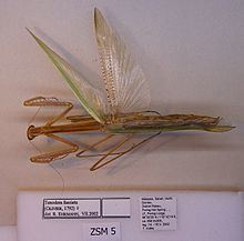 Tenodera fasciata httpsuploadwikimediaorgwikipediacommonsthu