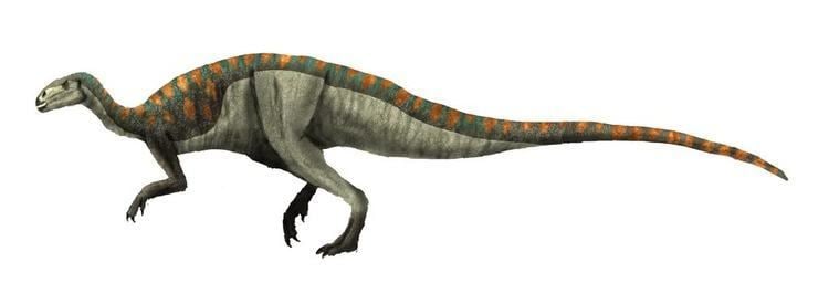 Tenontosaurus Tenontosaurus Dinosaur Database