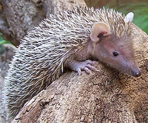 Tenrec 1000 images about Tenrec Tenrecidae tenrecs on Pinterest