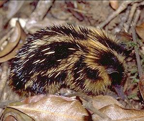 Tenrec tolweborgtreeToLimagesHemicentetessemispin62jpg