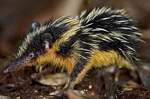 Tenrec Tenrecs LittleEyed InsectEaters Animal Pictures and Facts