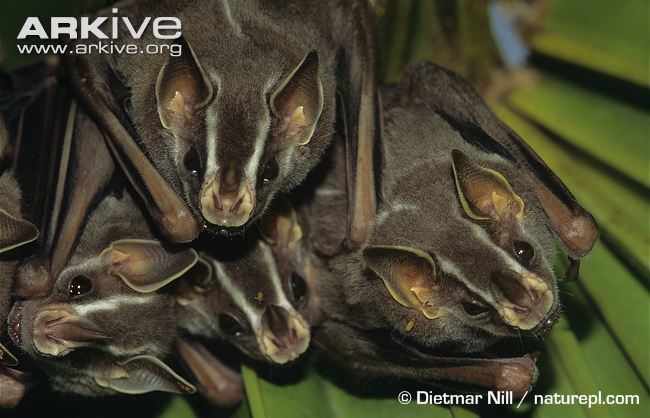 Tent-making bat Tentmaking bat videos photos and facts Uroderma bilobatum ARKive