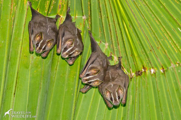 Tent-making bat Video How to Find Tent making Bats in Costa Rica Travel For Wildlife