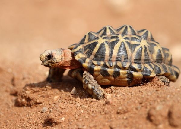 Tent tortoise Namaqua Tent Tortoise Psammobates tentorius trimeni Buckham Birding