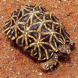 Tent tortoise oculifer Serrated tent tortoise Kalahari tent tortoise
