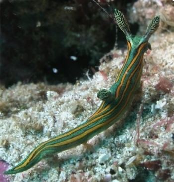 Tentaculata The Sea Slug Forum Tambja tentaculata