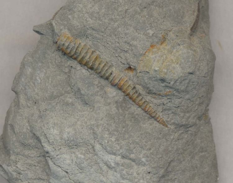 Tentaculites Mollusk Fossils From The Ordovician Period