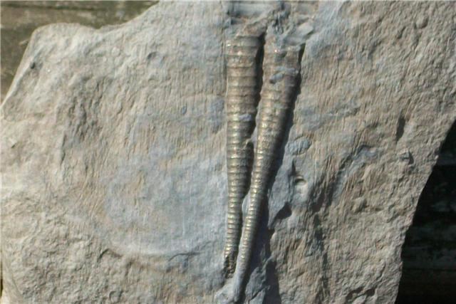 Tentaculites What Are Tentaculites General Fossil Discussion The Fossil Forum