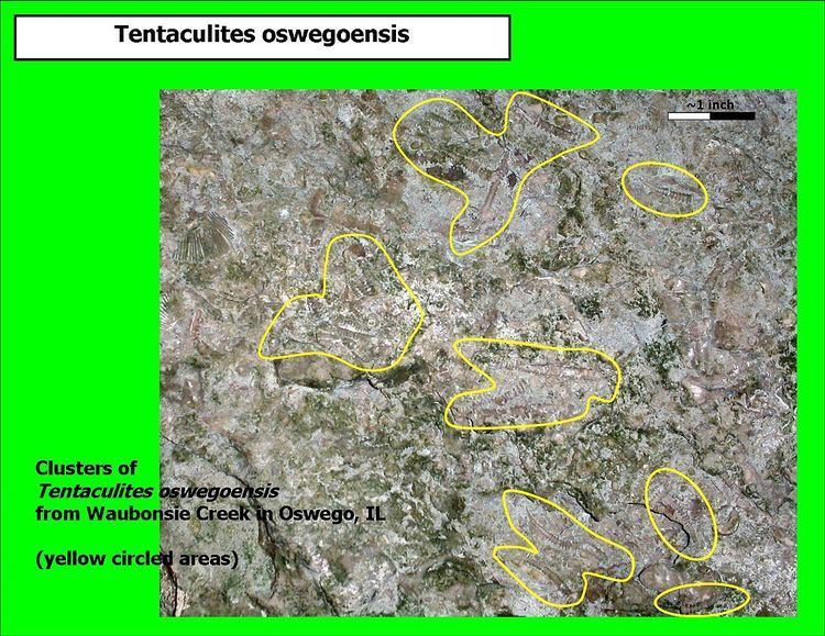 Tentaculites oswegoensis