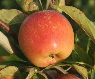 Tentation Tentation apple trees for sale Order online