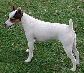 Tenterfield Terrier Australian Dog Breeds Gallery Dog Breeds PEDIGREE