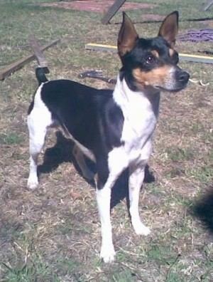 Tenterfield Terrier Tenterfield Terrier Dog Breed Information and Pictures