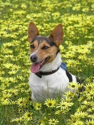 Tenterfield Terrier Tenterfield Terrier Dog Breed Information and Pictures
