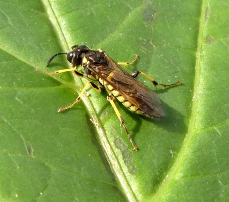 Tenthredo Tenthredo notha Tenthredo notha NatureSpot