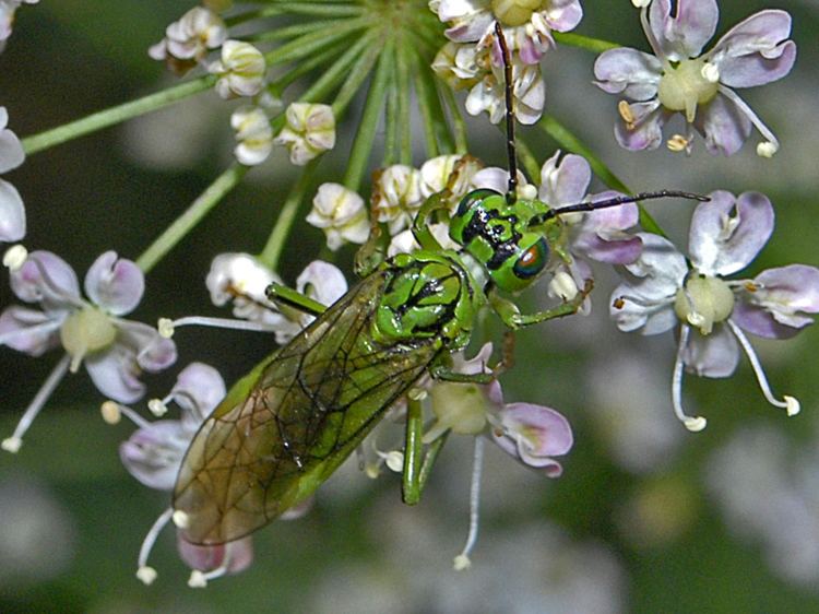 Tenthredo olivacea