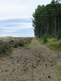 Tentsmuir Forest Tentsmuir Forest Wikipedia