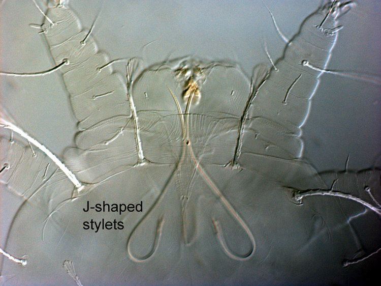 Tenuipalpidae Flat Mites of the World Is it a flat mite