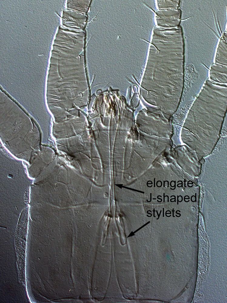 Tenuipalpidae Flat Mites of the World Is it a flat mite