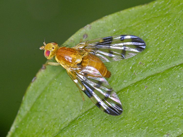 Tephritidae FileTephritidae Trypeta zoejpg Wikimedia Commons