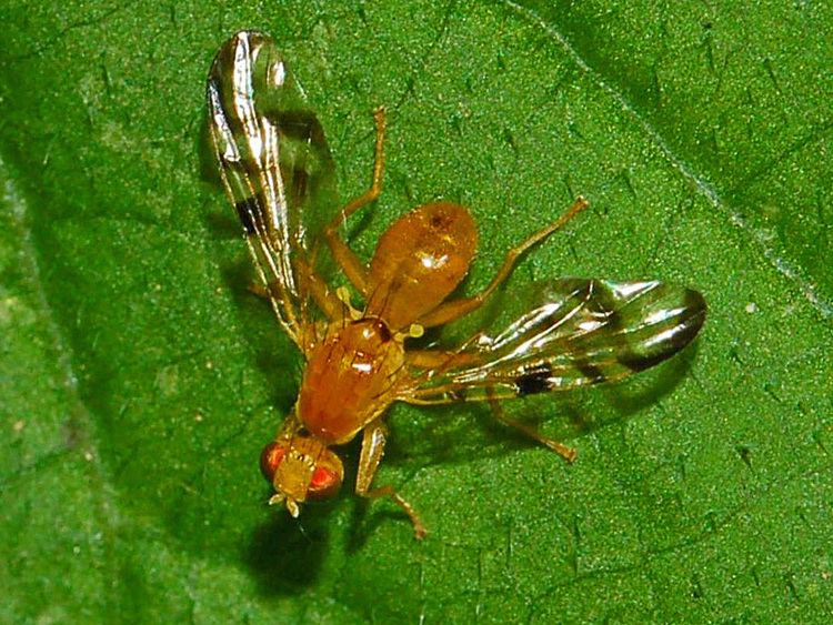 Tephritidae FileTephritidae Acidia cognataJPG Wikimedia Commons