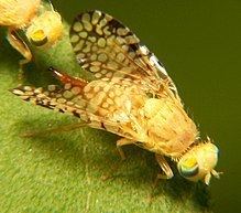 Tephritidae httpsuploadwikimediaorgwikipediacommonsthu