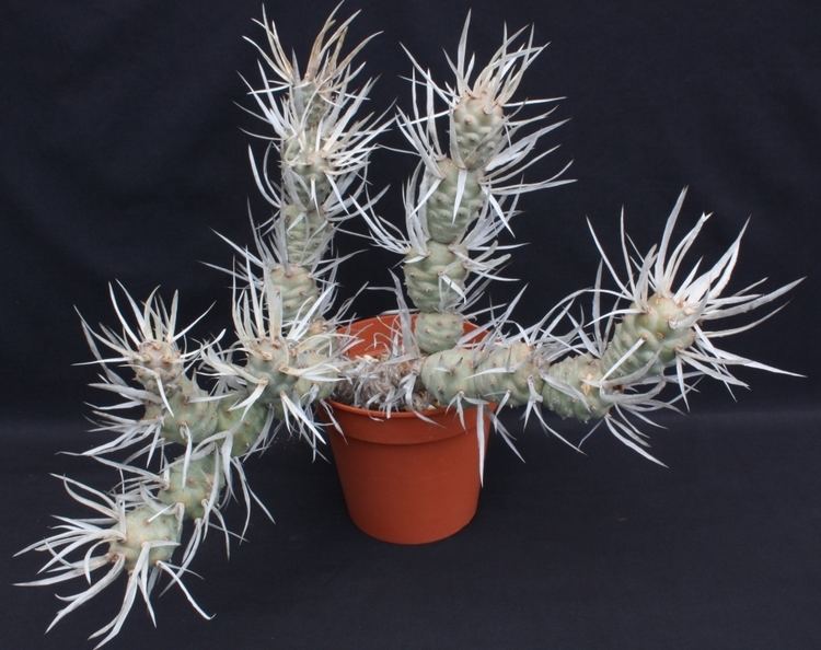 Tephrocactus articulatus Tephrocactus articulatus in my collection
