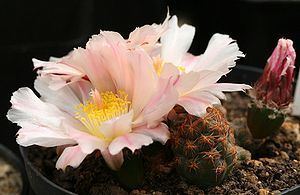 Tephrocactus bonnieae httpsuploadwikimediaorgwikipediacommonsthu