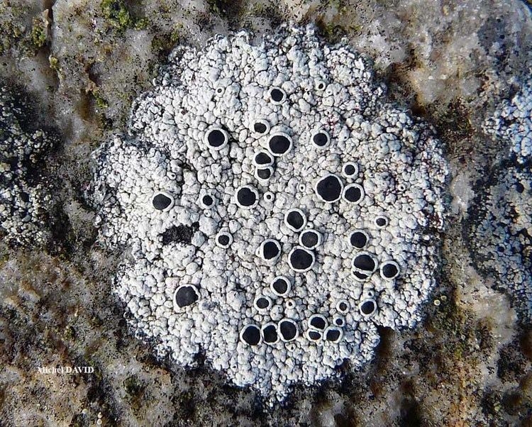Tephromela Lichens marins