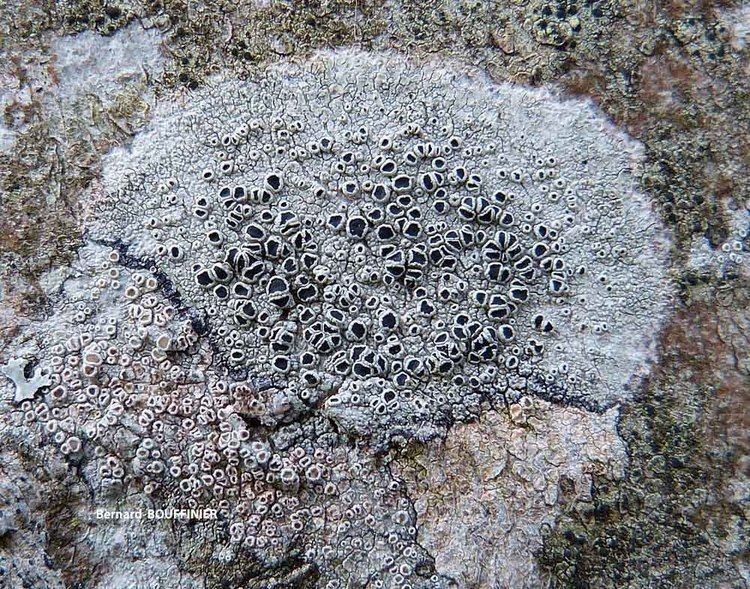 Tephromela Lichens marins