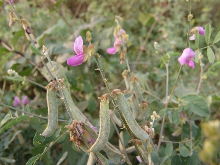 Tephrosia Tephrosia villosa IBISFlora Beta Version