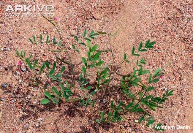 Tephrosia apollinea Dhafra videos photos and facts Tephrosia apollinea ARKive