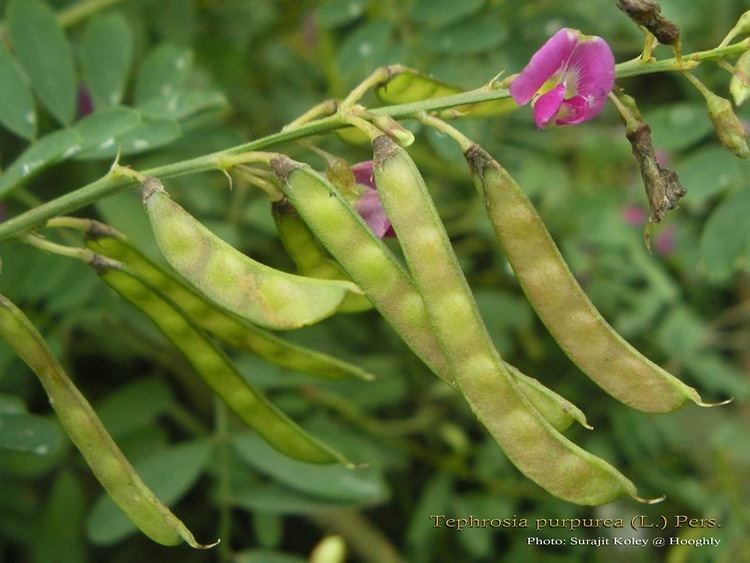 Tephrosia Medicinal Plants Tephrosia purpurea Vempali Sarapunkha soropunkha