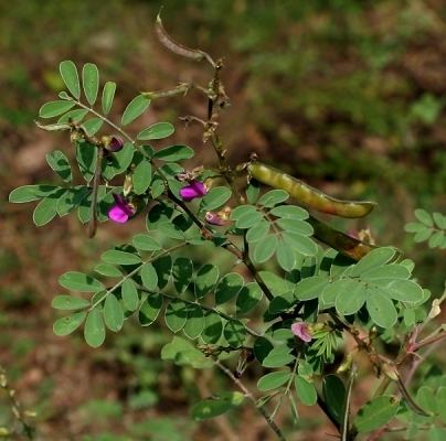 Tephrosia Tephrosia purpurea Useful Tropical Plants