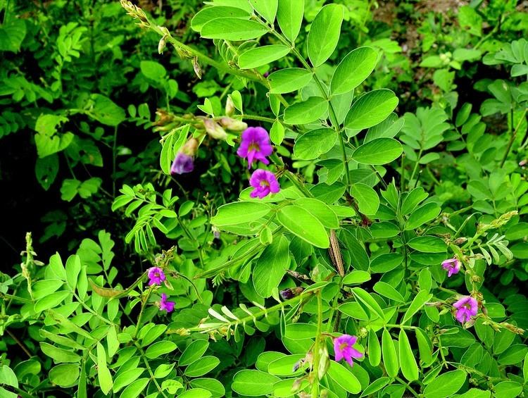 Tephrosia purpurea indiabiodiversityorgbiodivimgTephrosiapurpur