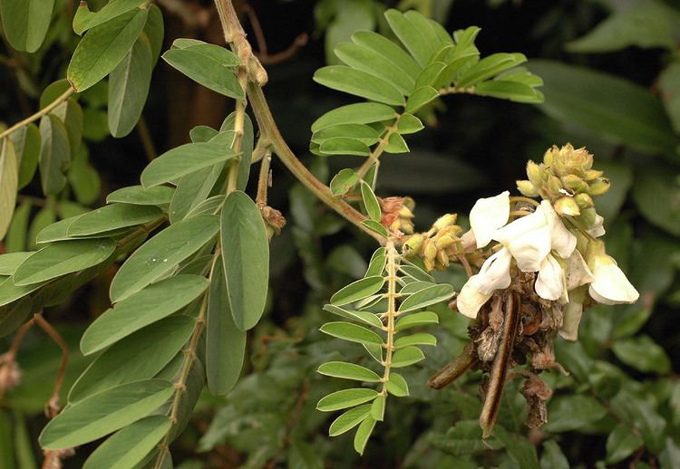 Tephrosia vogelii Flora of Zimbabwe Species information individual images Tephrosia