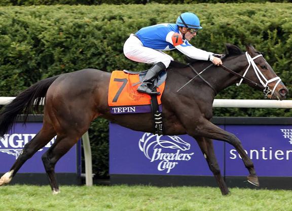 Tepin (horse) Pedigree Insights Tepin TDN Thoroughbred Daily News Horse