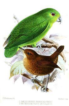 Tepui parrotlet httpsuploadwikimediaorgwikipediacommonsthu