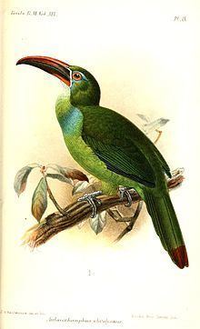 Tepui toucanet httpsuploadwikimediaorgwikipediacommonsthu