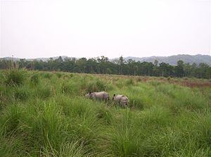 Terai-Duar savanna and grasslands httpsuploadwikimediaorgwikipediacommonsthu