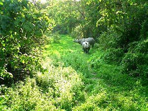 Terai-Duar savanna and grasslands TeraiDuar Savanna and Grasslands in India