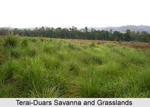 Terai-Duar savanna and grasslands India Asia Grasslands Resort