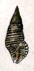 Teralatirus roboreus httpsuploadwikimediaorgwikipediacommons66