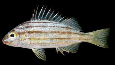 Terapontidae Fishes of Andaman Sea