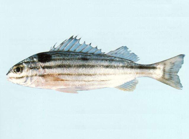 Terapontidae Fish Identification