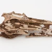Teraterpeton Teraterpeton hrynewichorum Reptile Skull Nova Scotia Museum