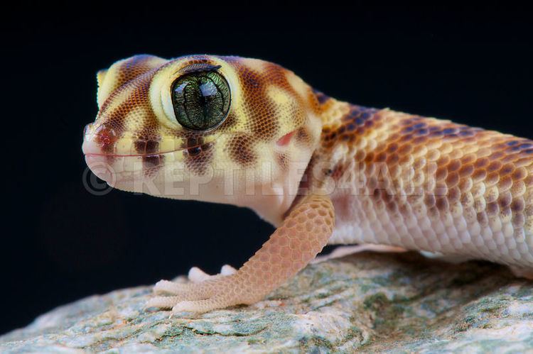 Teratoscincus REPTILES4ALL Wonder gecko Teratoscincus scincus