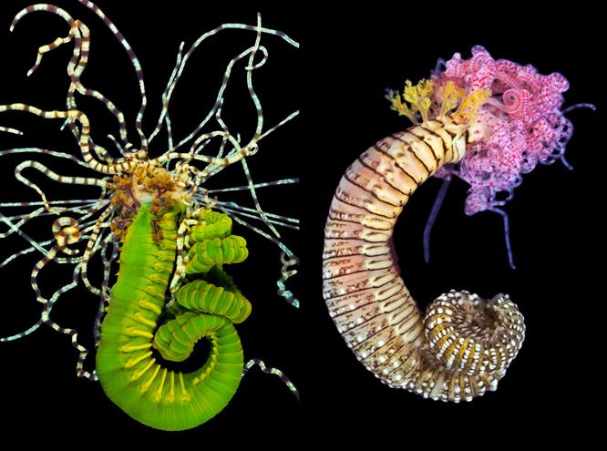 Terebellidae Pops of Polychaete Color Smithsonian Ocean Portal